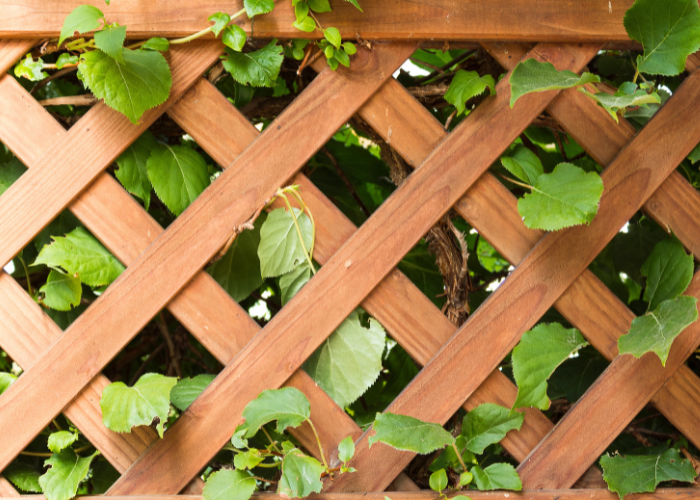 lattice and trellis